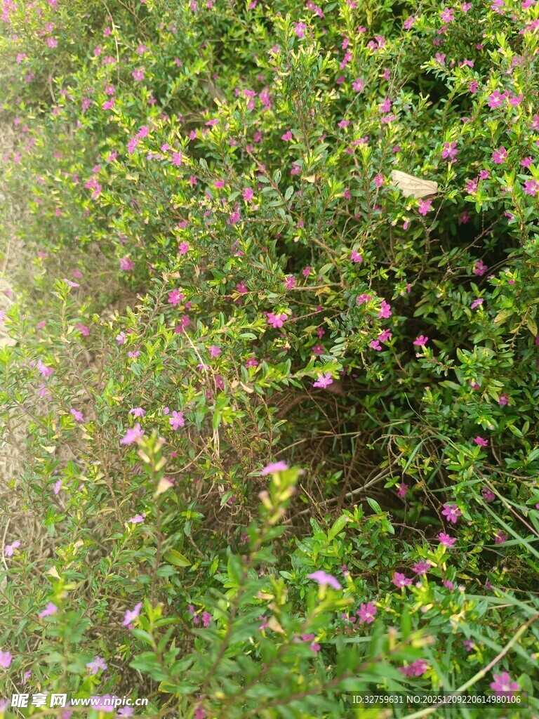 阳光下的繁茂绿植