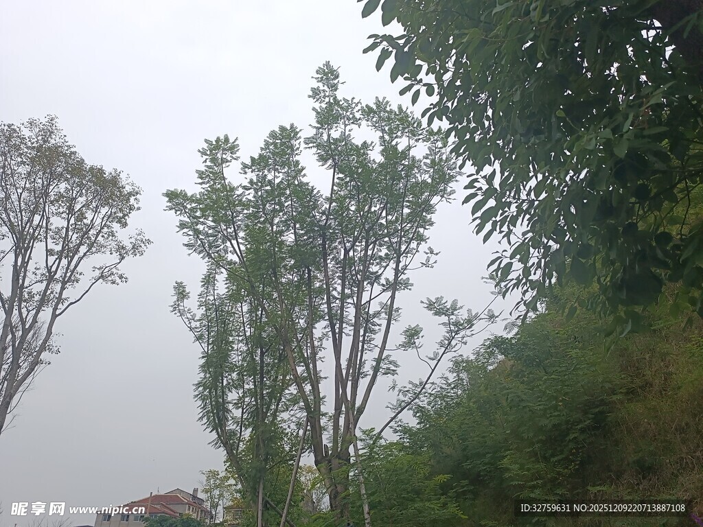 山坡上的绿树与朦胧天空