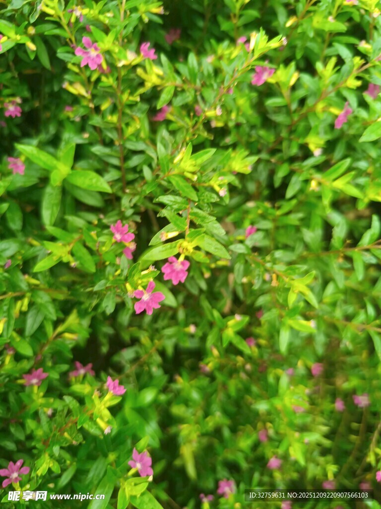 绿叶丛中的粉色小花