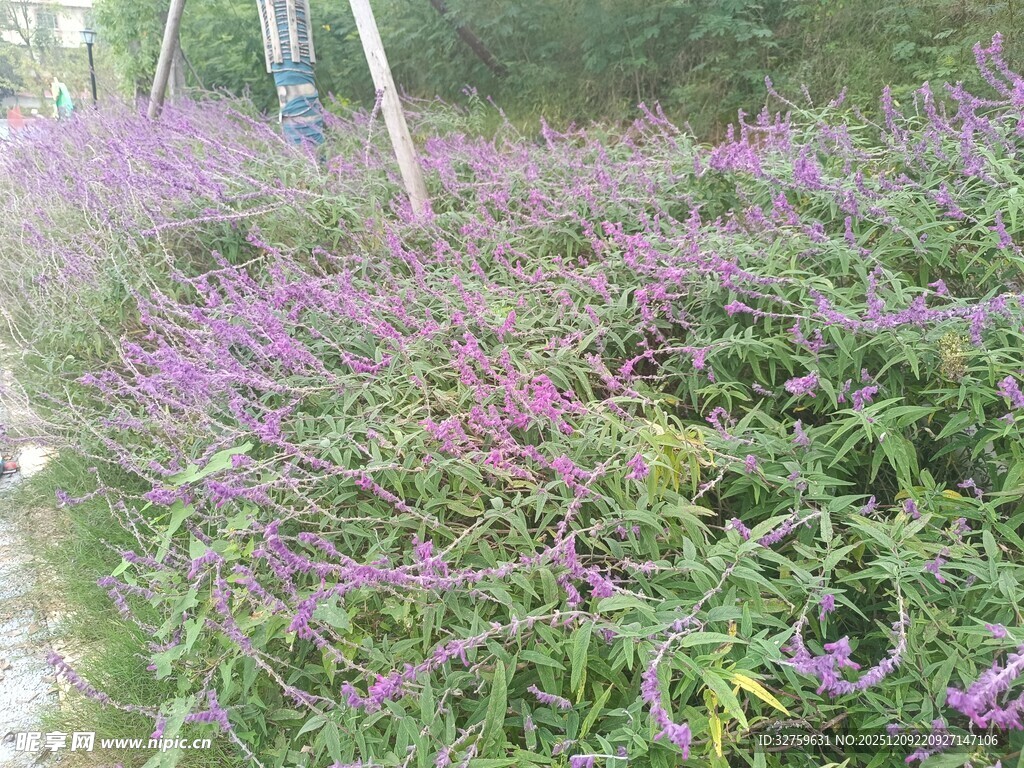 紫色花卉繁茂的绿植景观