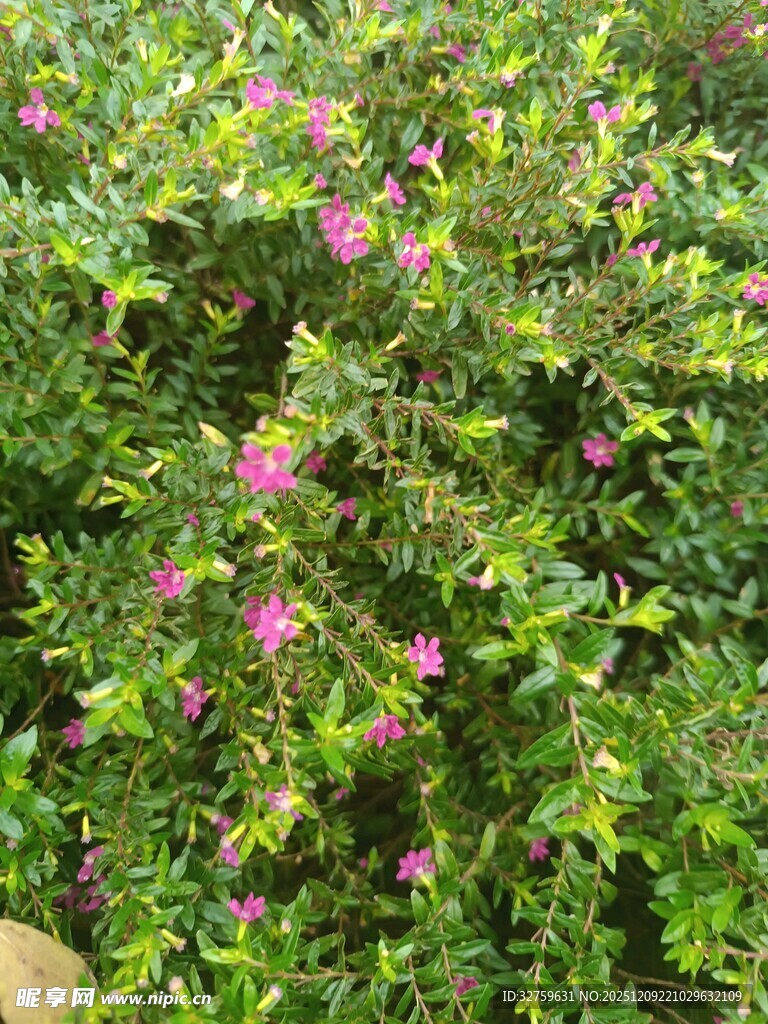 绿叶丛中绽放的粉色小花