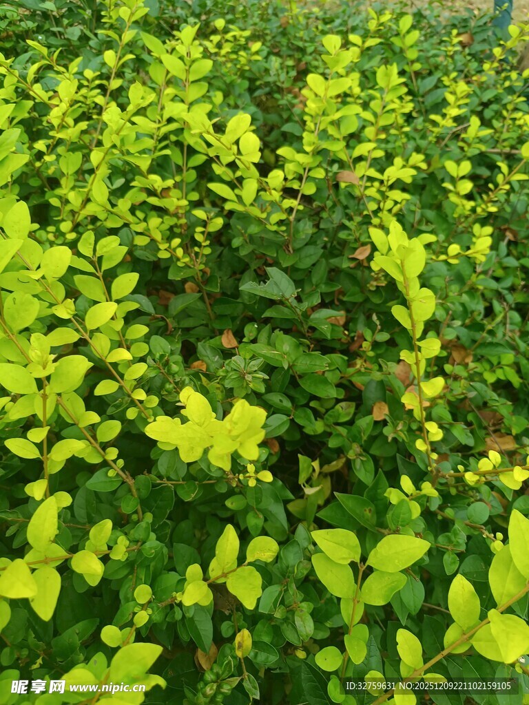 翠绿繁茂的黄色叶片植物