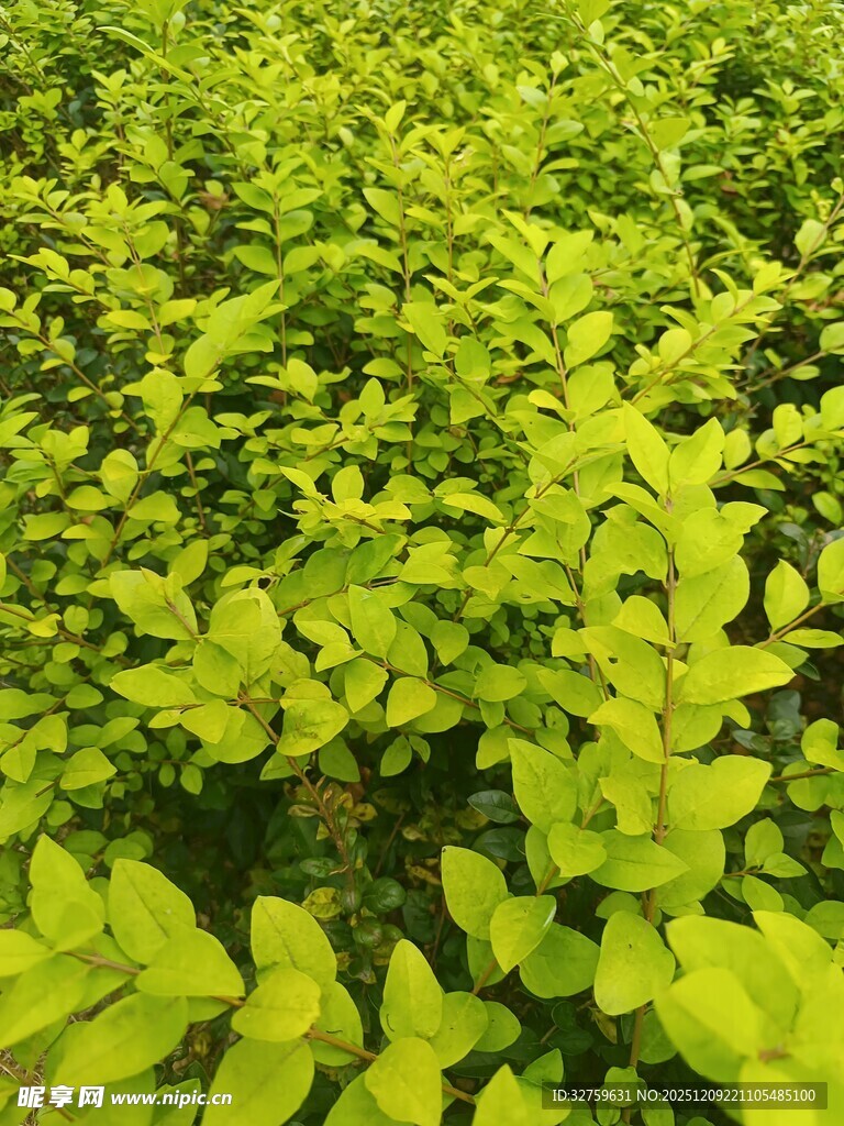 翠绿繁茂的灌木丛