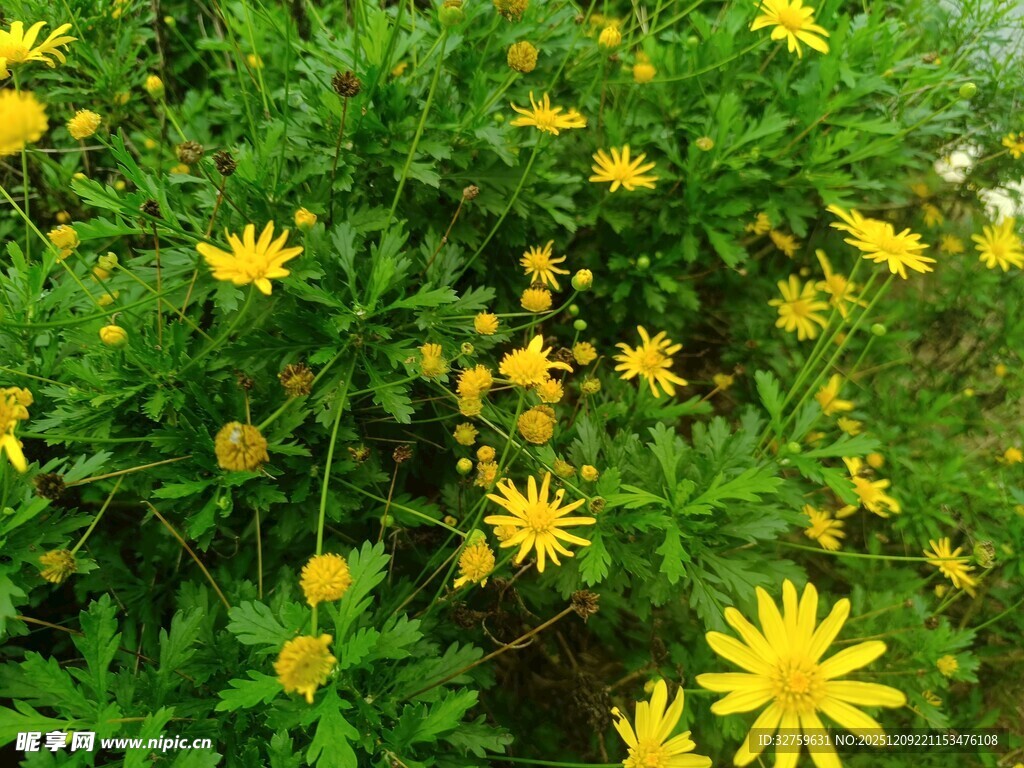 金黄灿烂的野菊花绽放