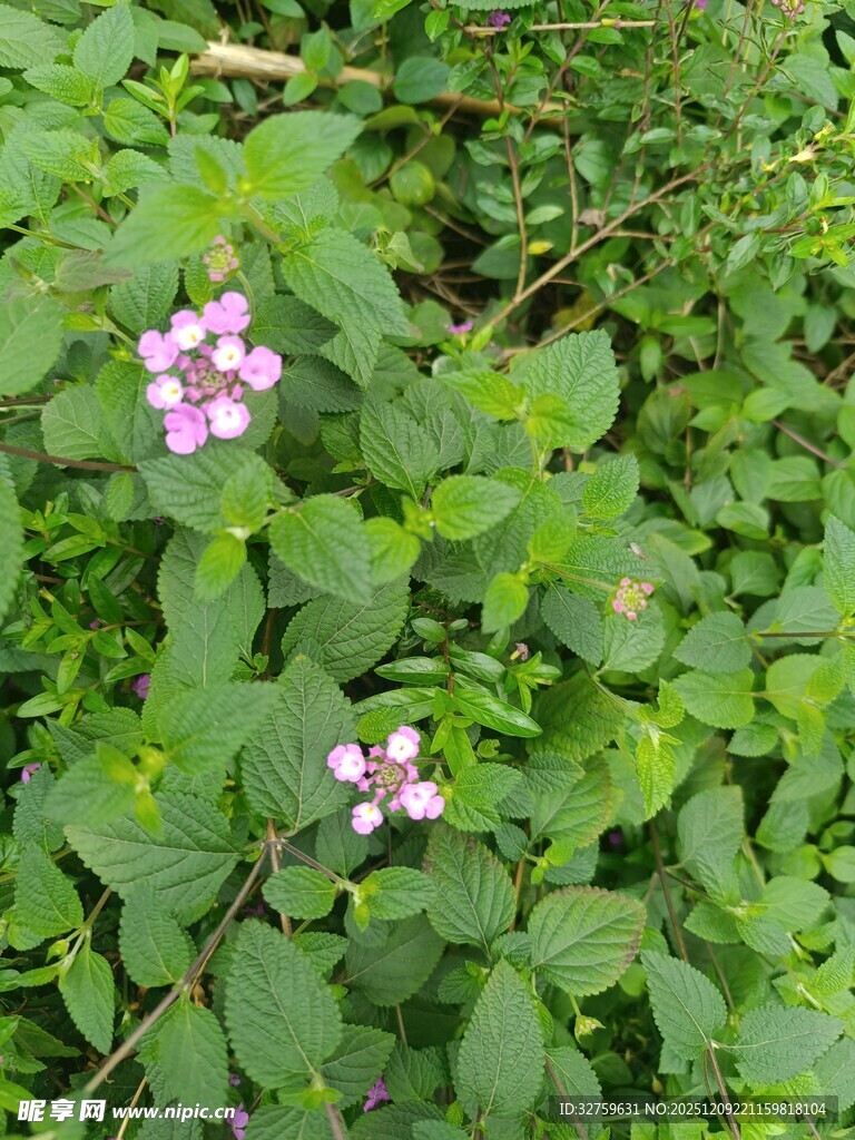 绿叶丛中的粉色小花