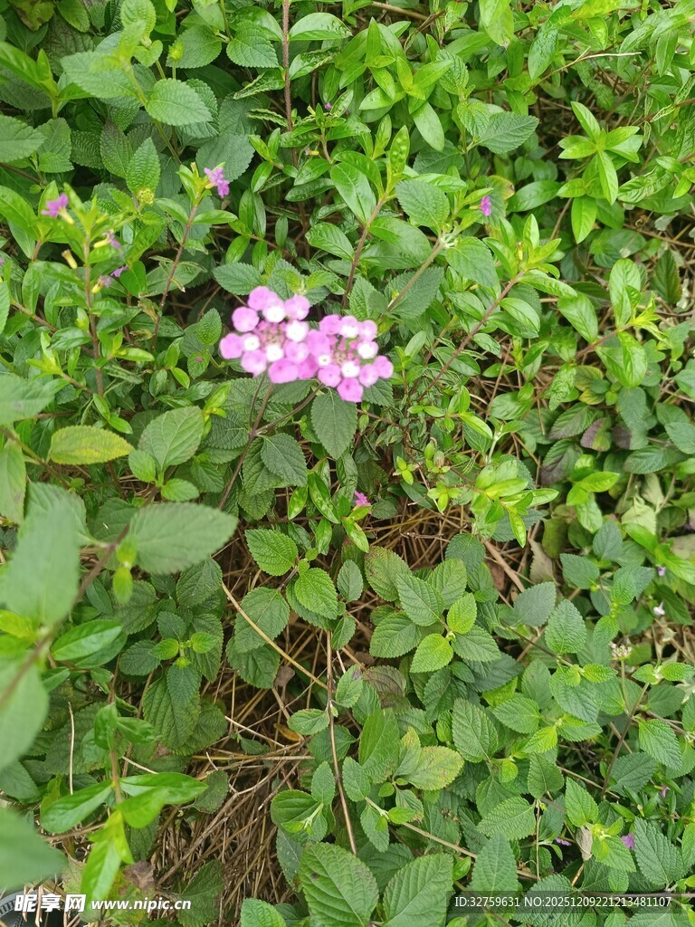 绿叶丛中的粉色小花