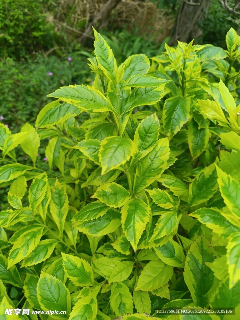 翠绿斑斓的多彩叶片植物