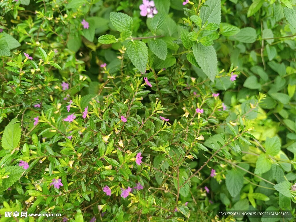 绿叶丛中的粉色小花