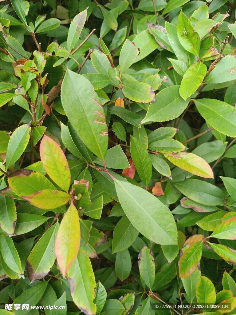 翠绿繁茂的植物叶片