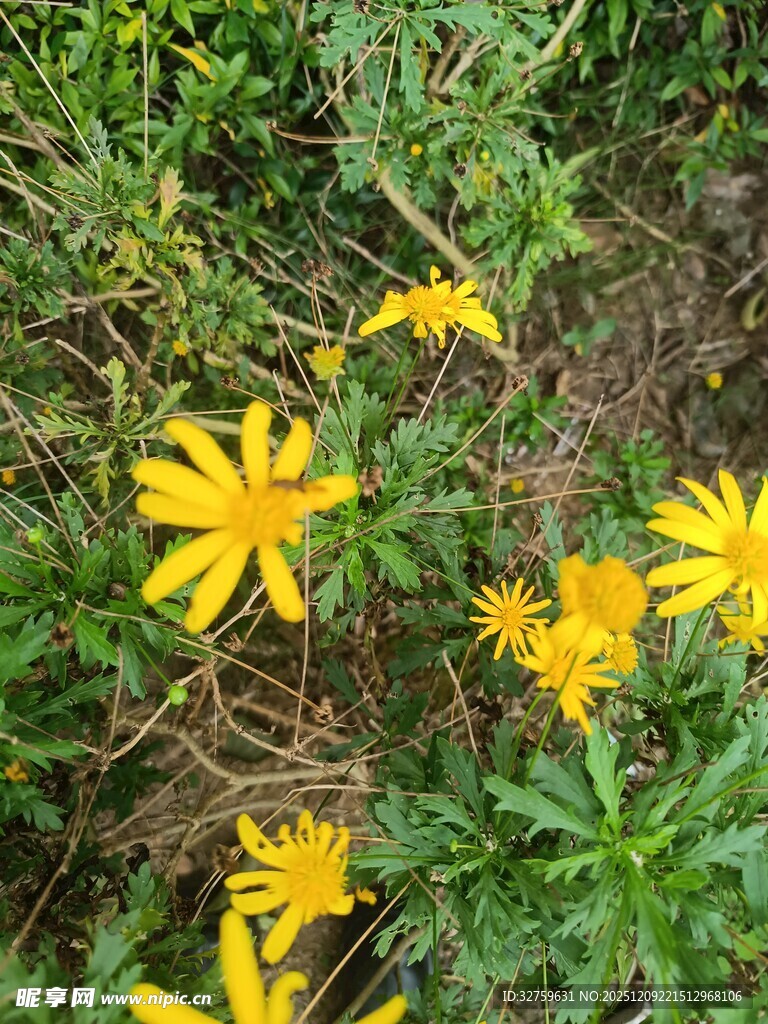 金黄小花绽放于绿叶间