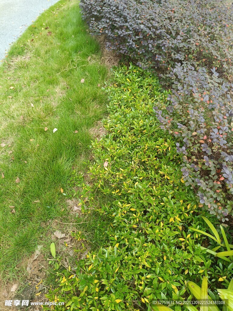 山坡上的繁茂绿植