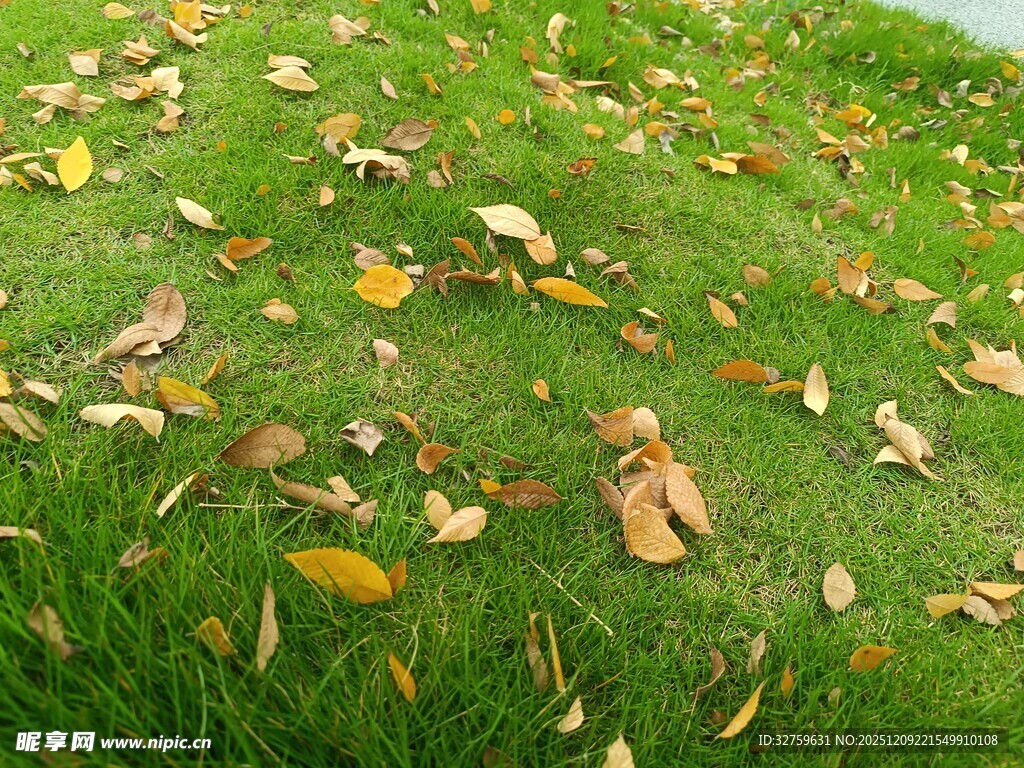 草地上散落的枯黄树叶