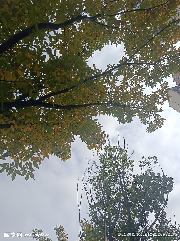 仰视树冠与天空的景致