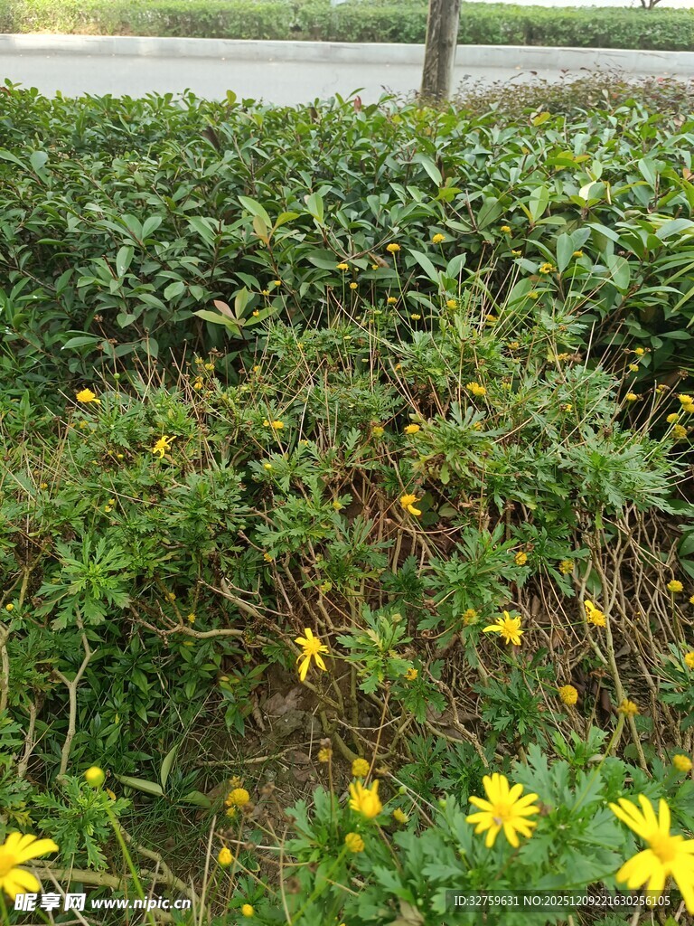 草丛中的黄色小花