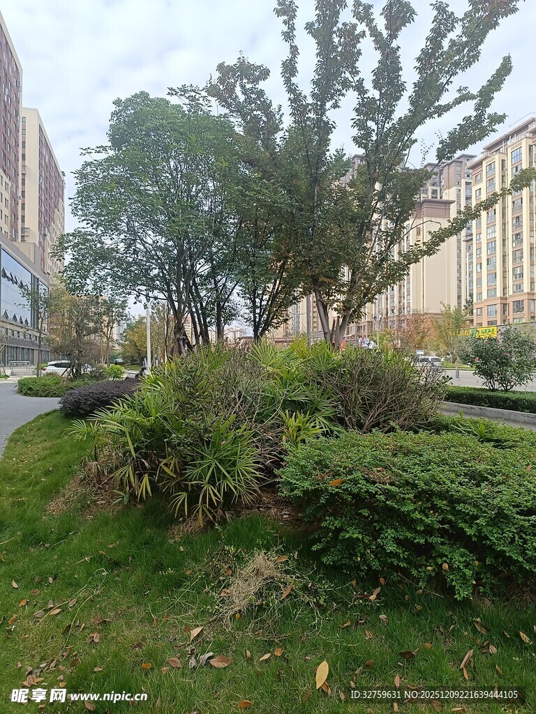 城市中的绿植景观