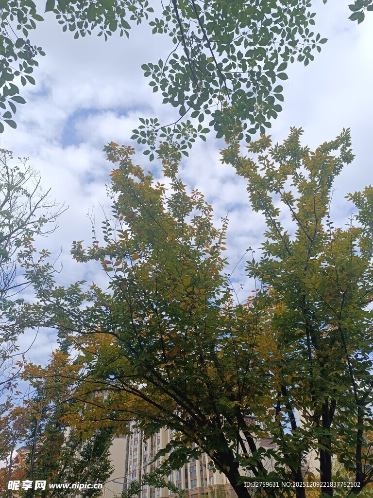 秋日树梢与蓝天白云