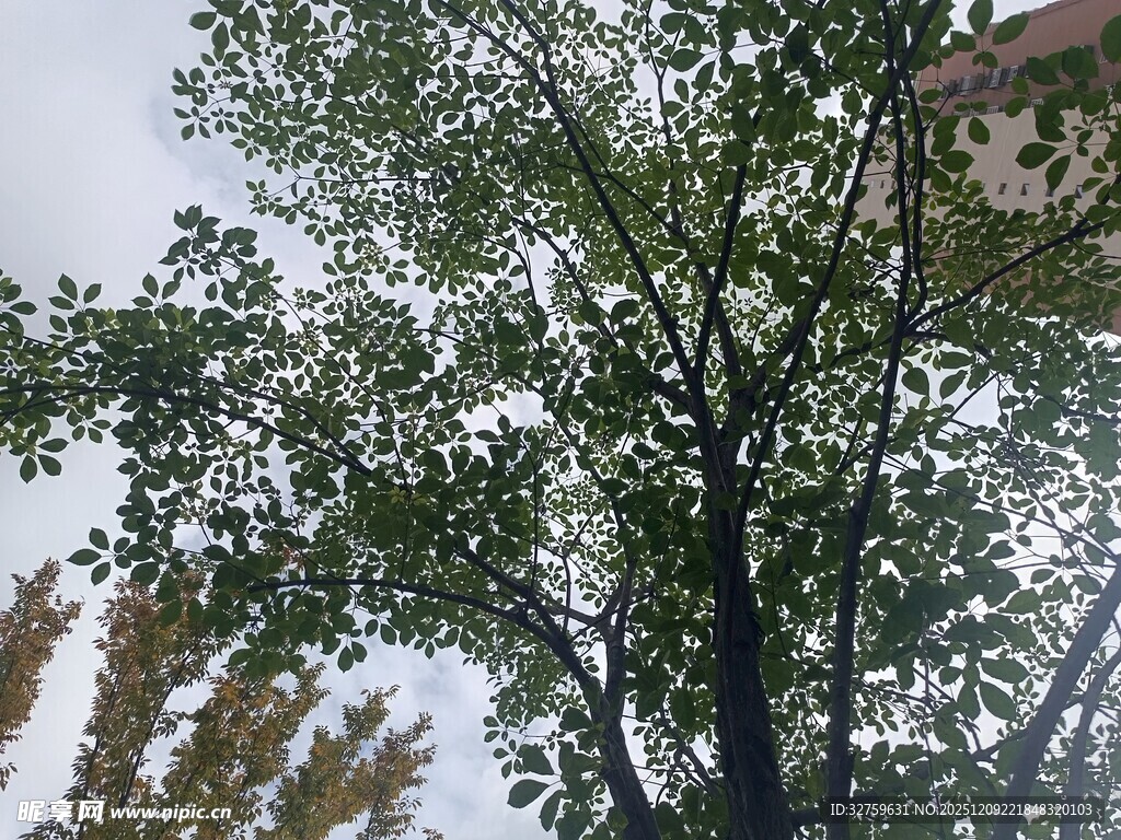 枝叶繁茂的高大树木