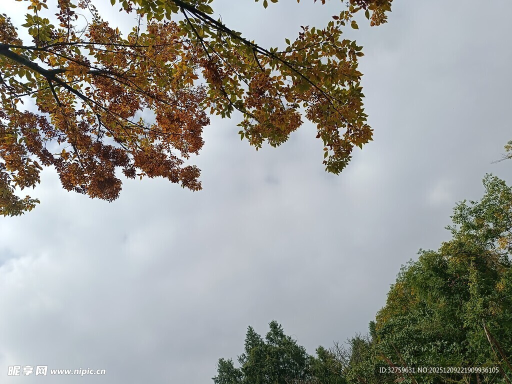 秋日树梢与朦胧天空