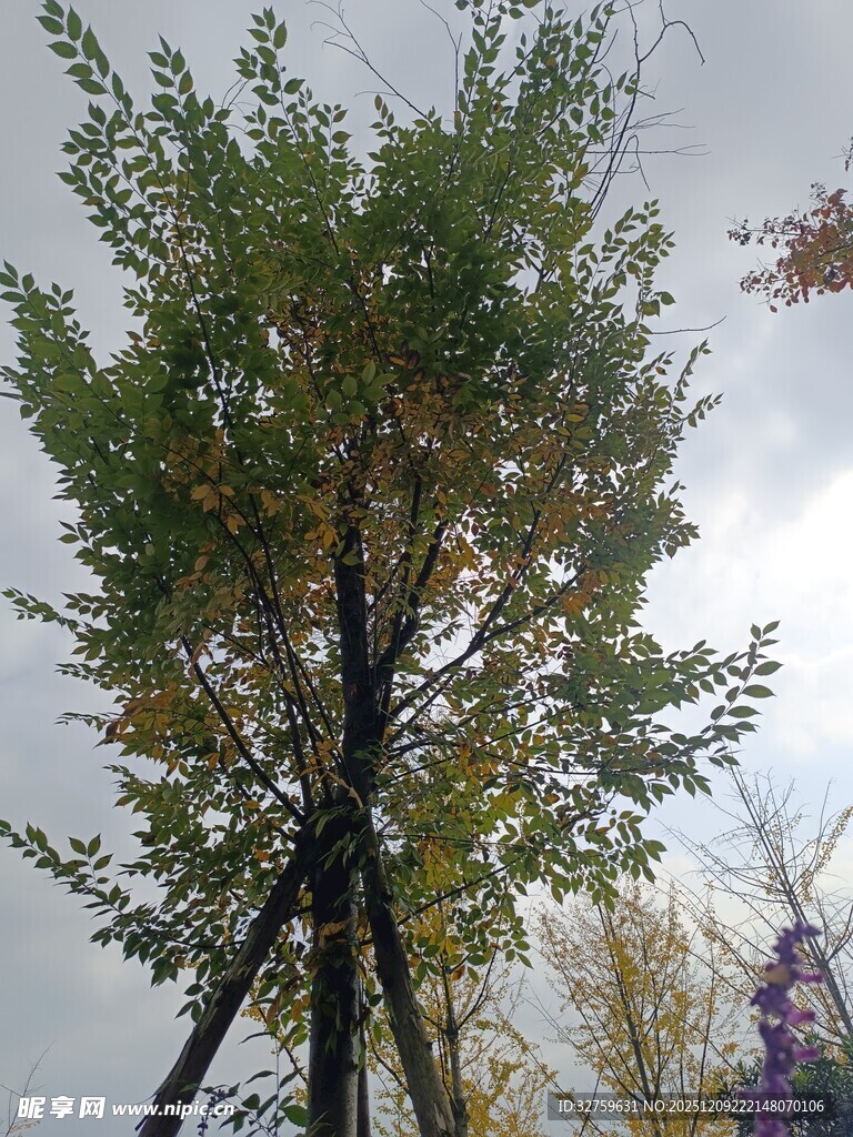 三脚架支撑的茂盛树木