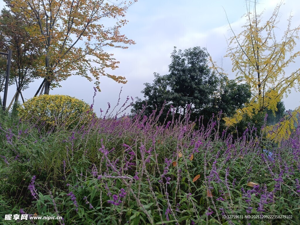 秋日多彩花草景观
