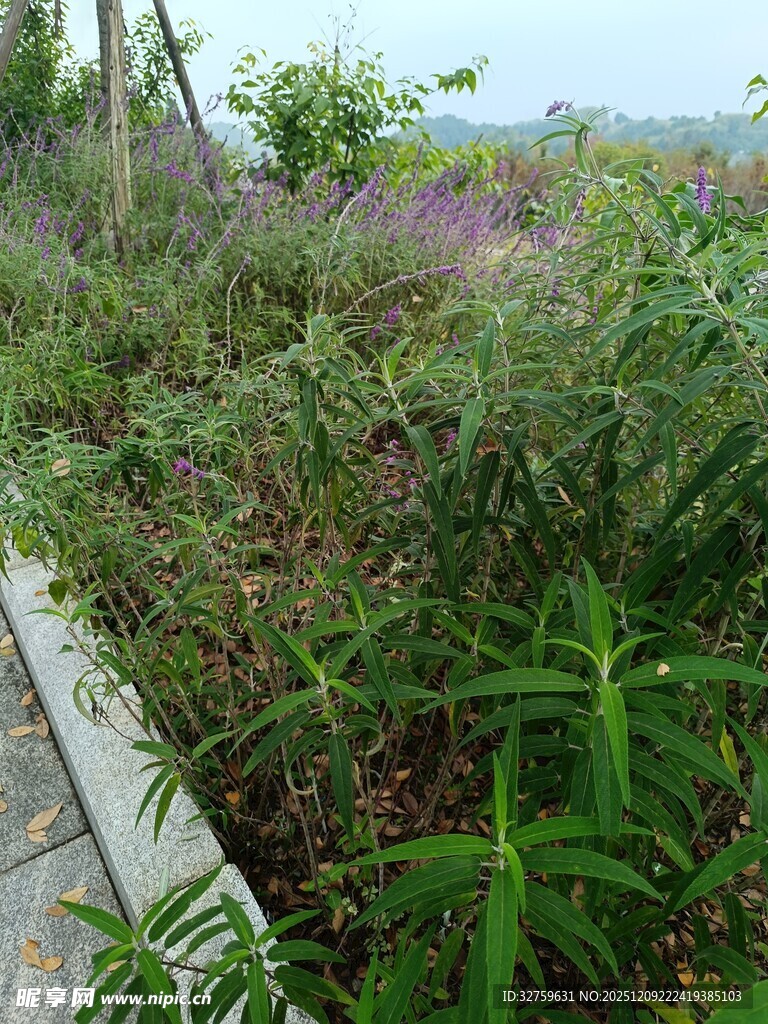 路边繁茂的绿色植物景观