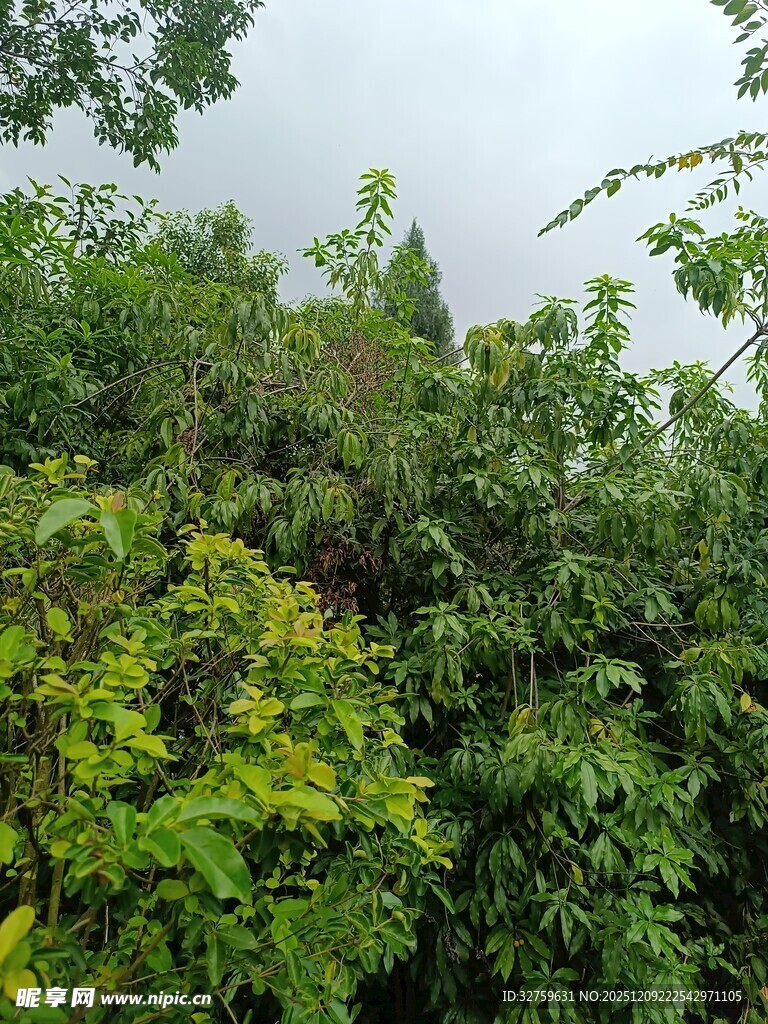 绿意盎然的繁茂植物景观