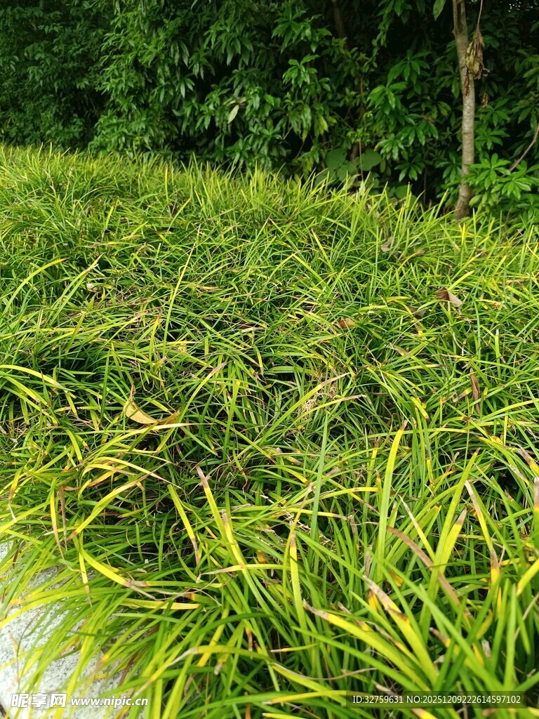 翠绿茂盛的草地植物景观