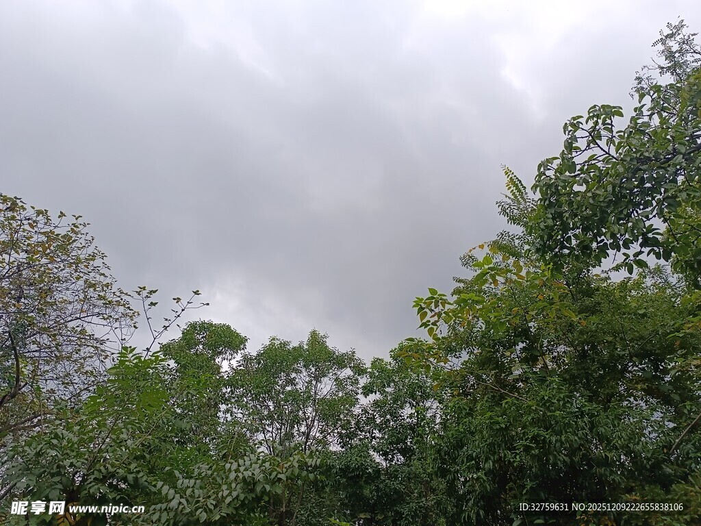 阴天中的茂密树林