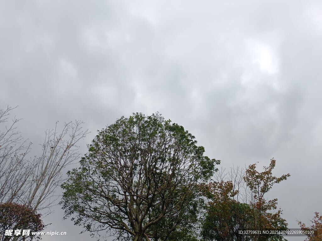 阴天中的树木景观