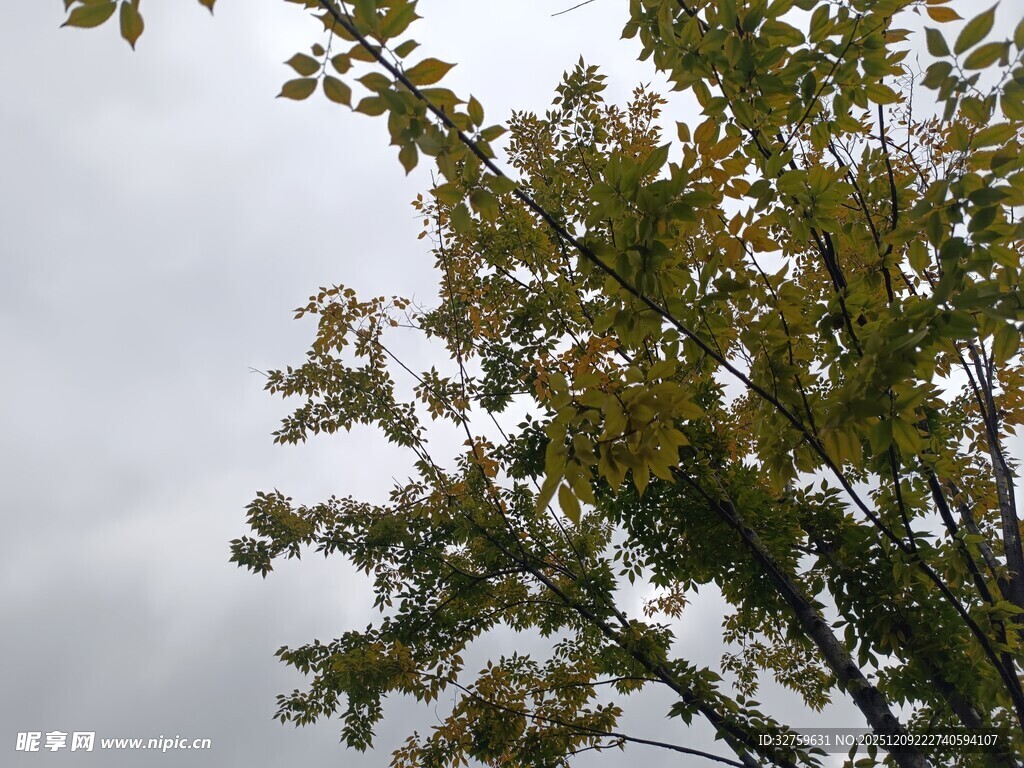 天空下的繁茂绿树