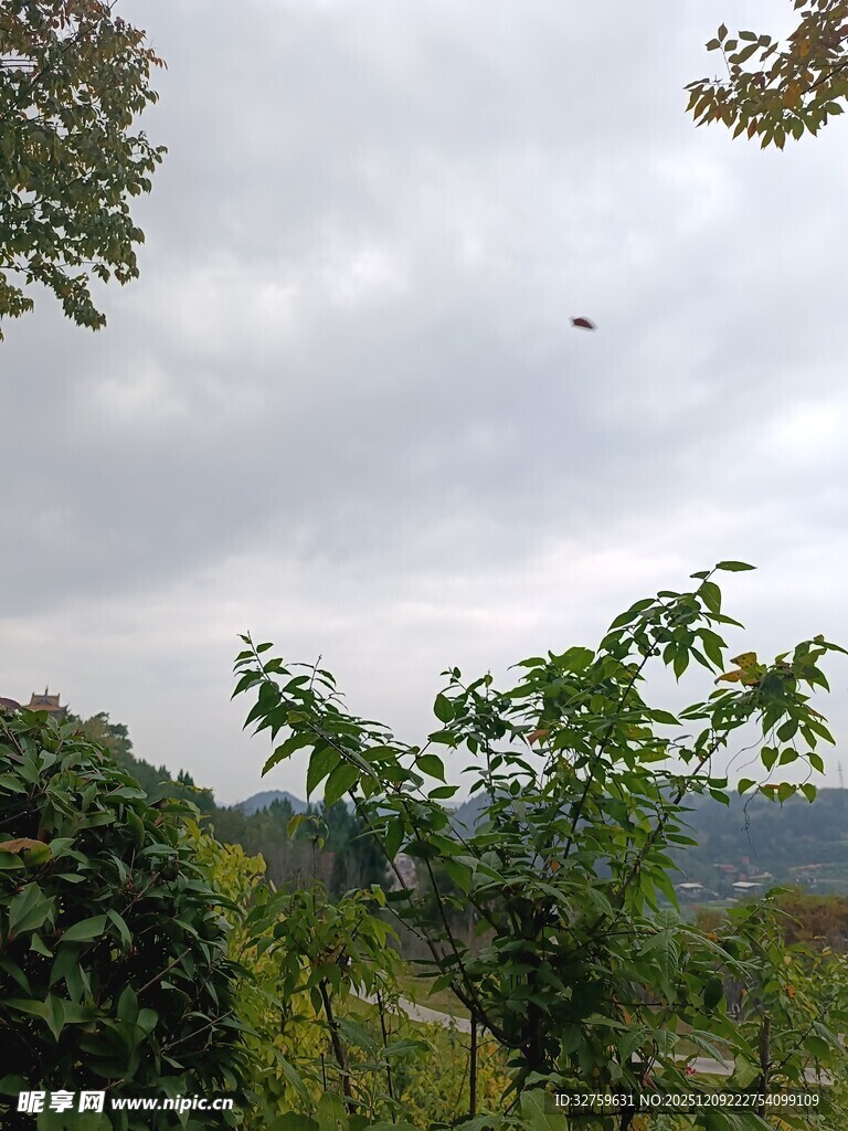 山林间的天空与繁茂绿植