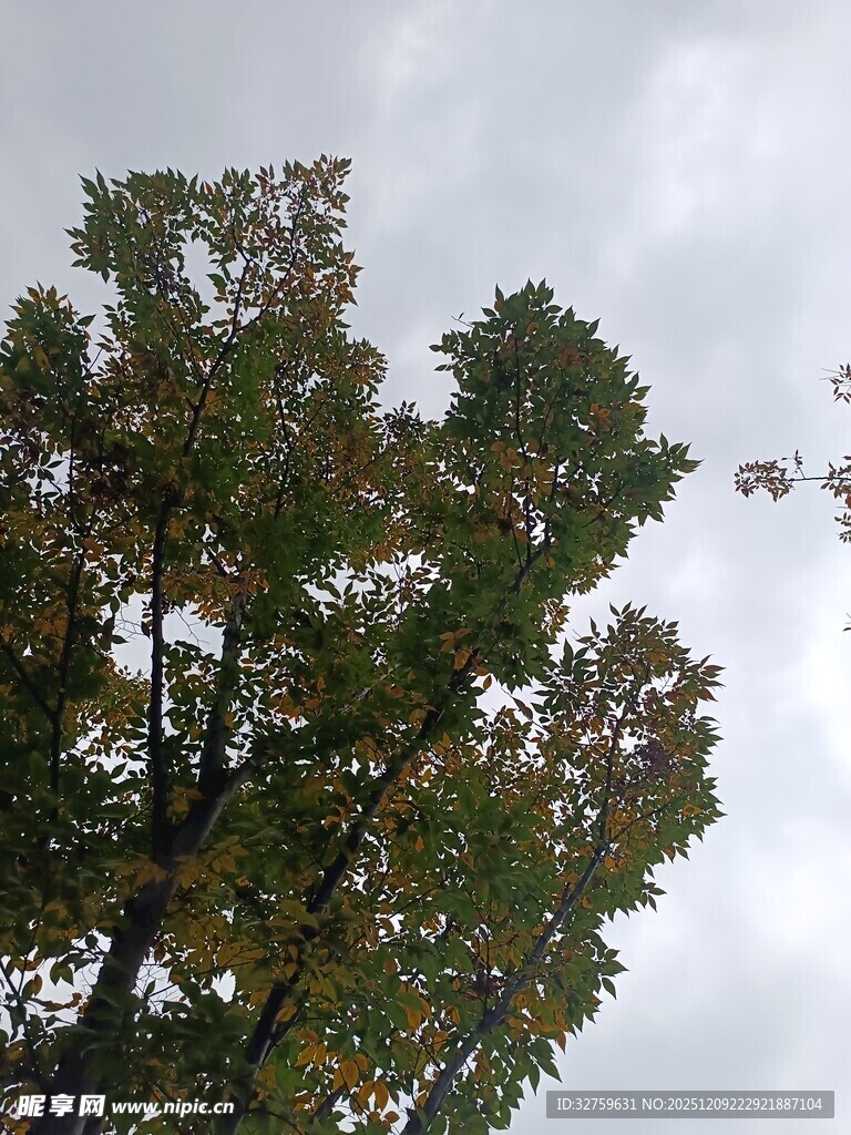 秋日树冠与天空景象