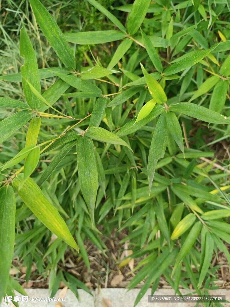 翠绿竹叶生机盎然