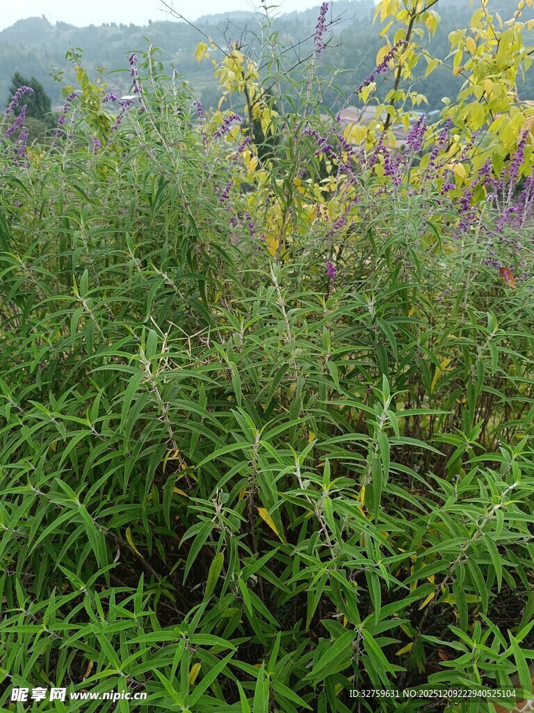 野外繁茂的绿色植物景观