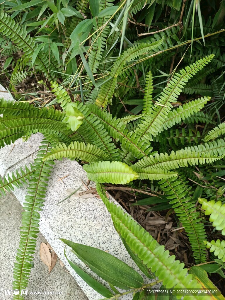 翠绿蕨类植物特写