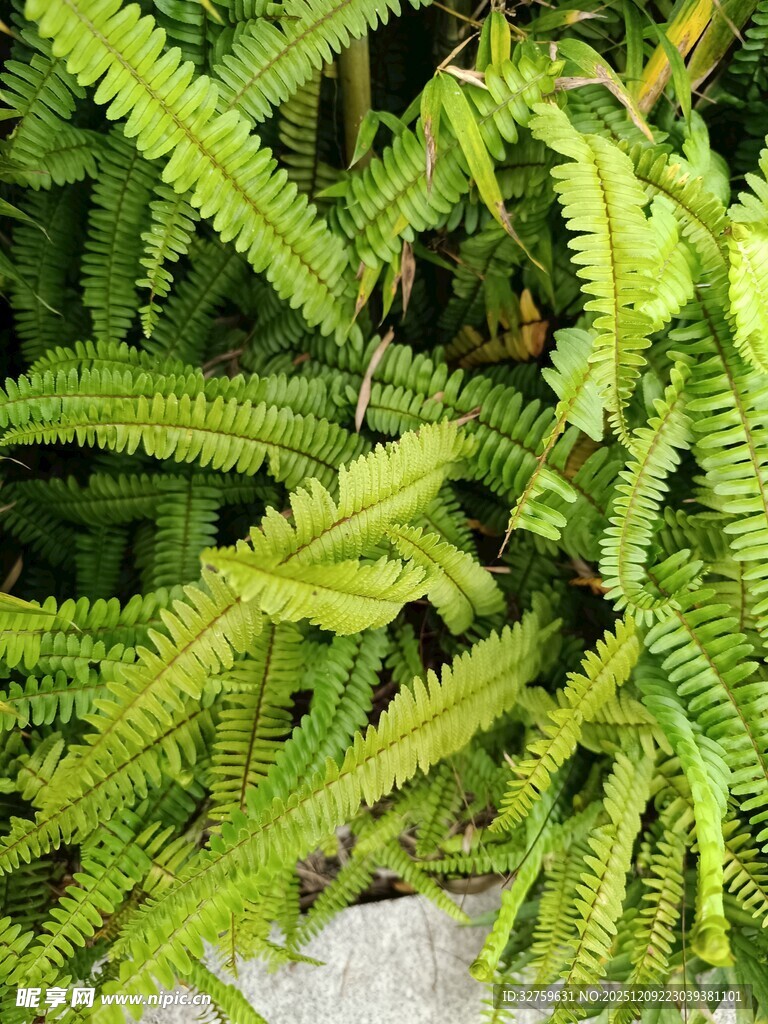 翠绿蕨类植物特写