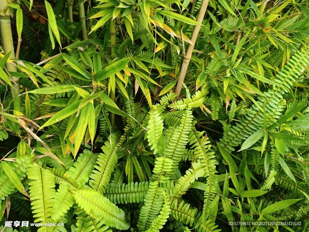翠绿蕨类植物生机盎然