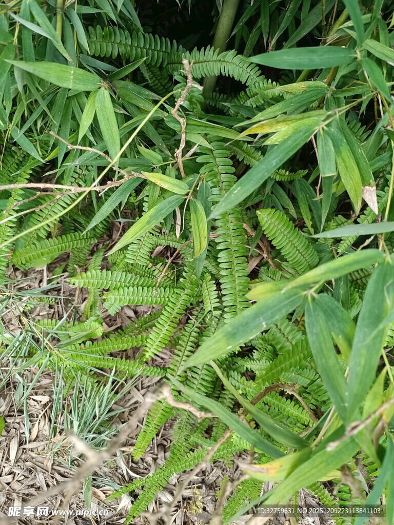 草丛中的绿色植物