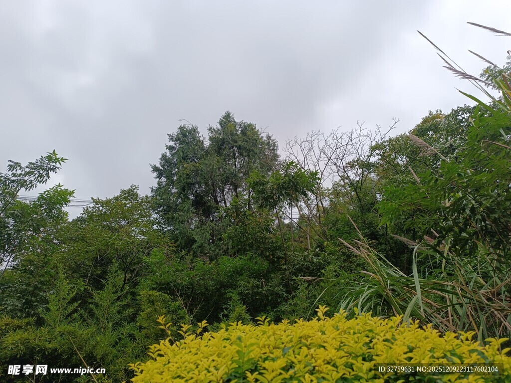 山林间的黄色花丛景观