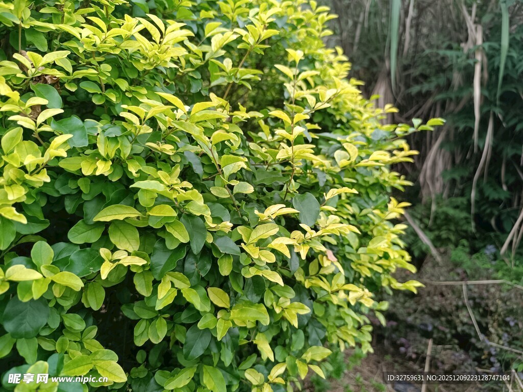 翠绿繁茂的灌木丛