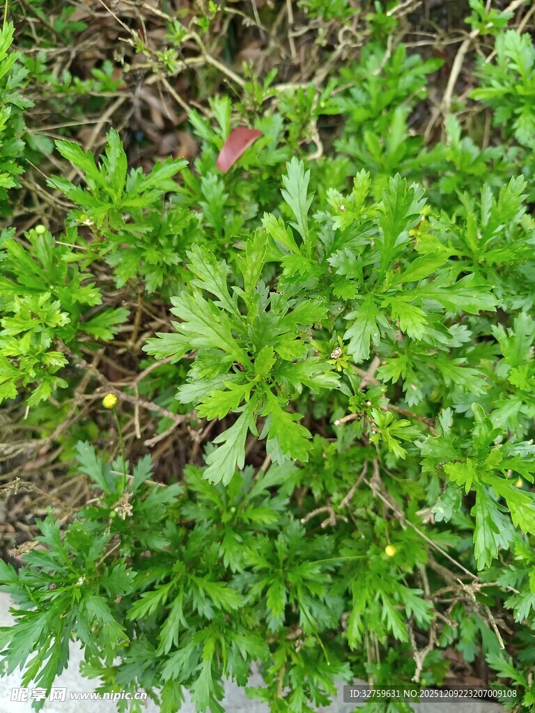 翠绿丛生植物特写
