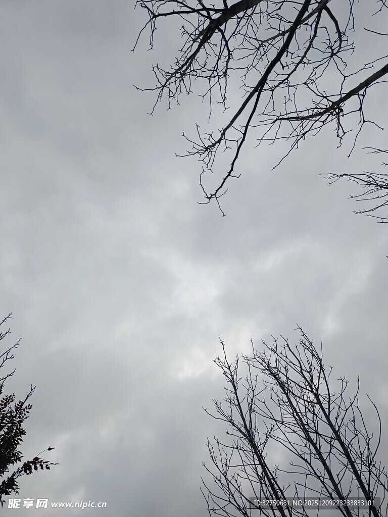 冬日枯枝与阴沉天空