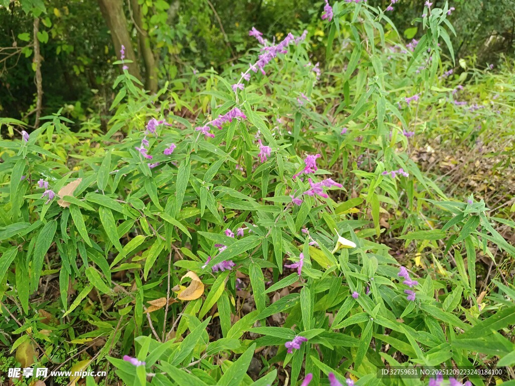 野外繁茂的紫色花朵植物
