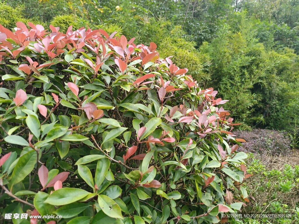 多彩叶片的繁茂植物