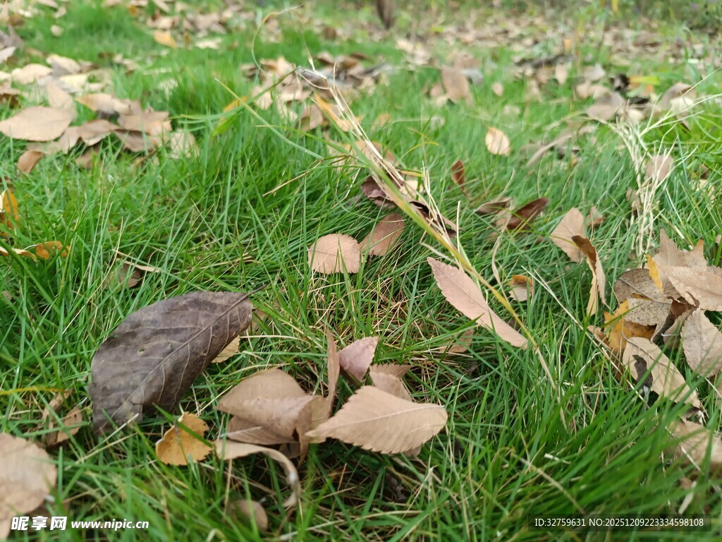草地上的落叶与石头