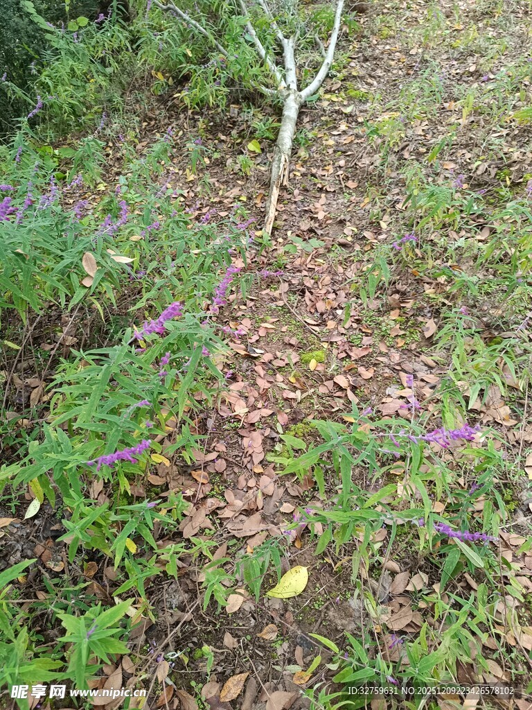 林间野花与落叶的自然景致