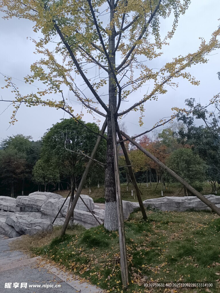 公园中被支架支撑的小树