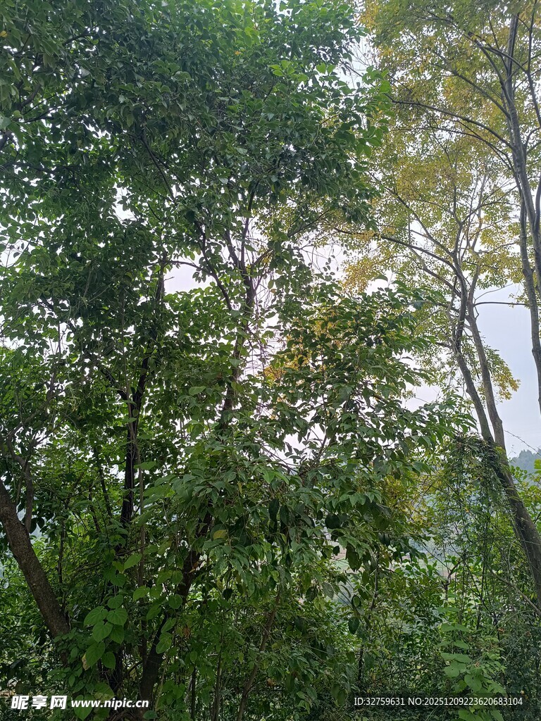 茂密树林中的绿意景致