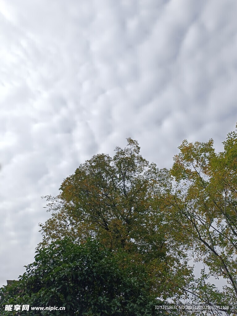 天空下的繁茂绿树