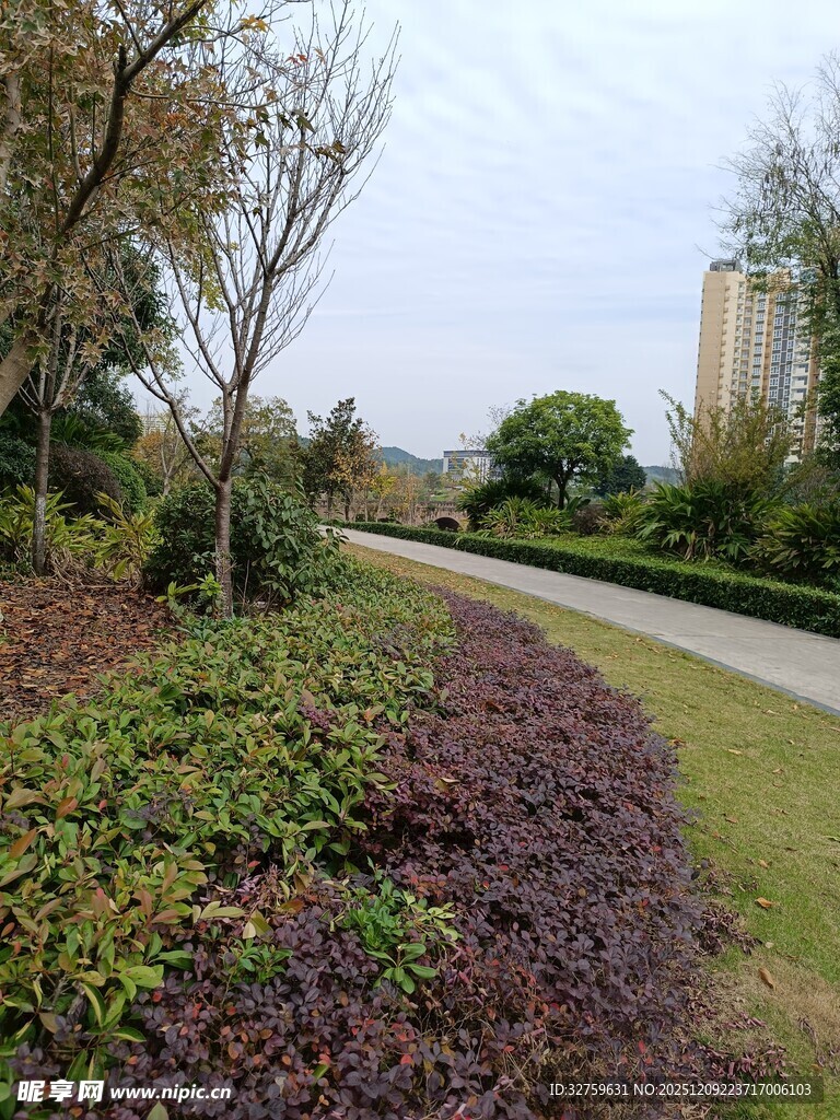 城市路边多彩绿植景观